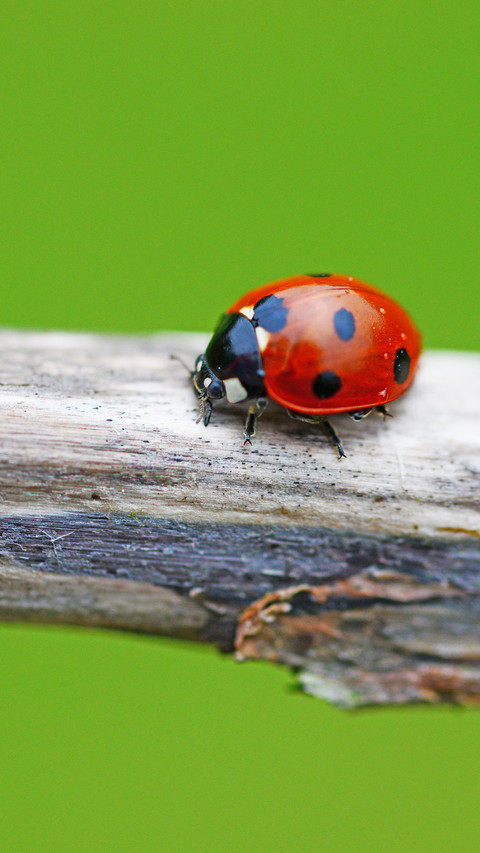 ladybug (2) screenshot