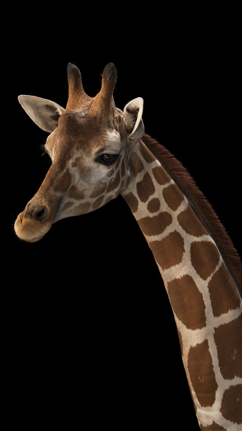 International-giraffe screenshot