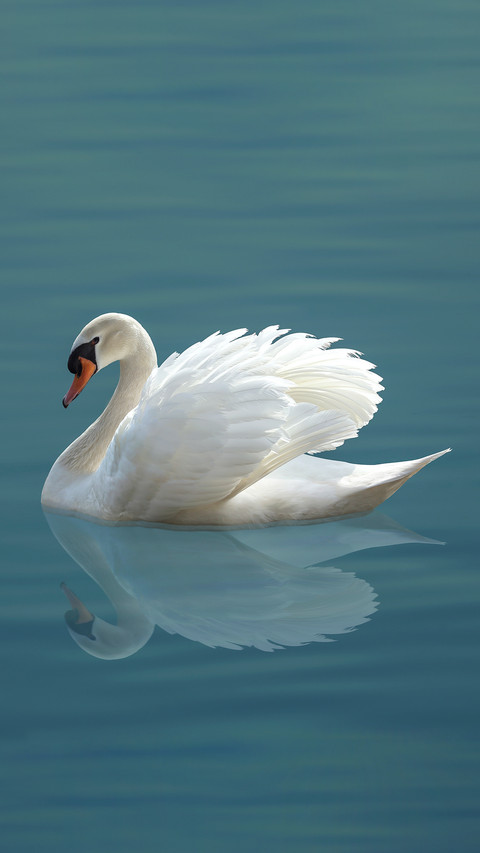 White swan 7 screenshot