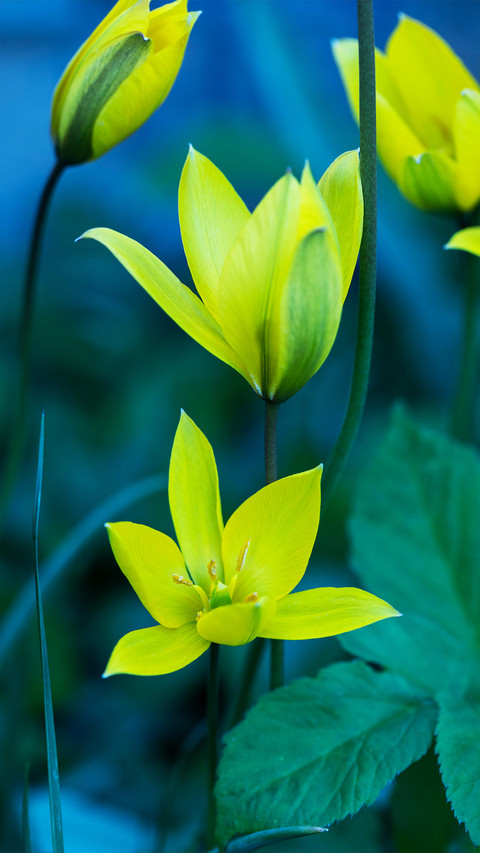 Fresh and natural wildflowers screenshot