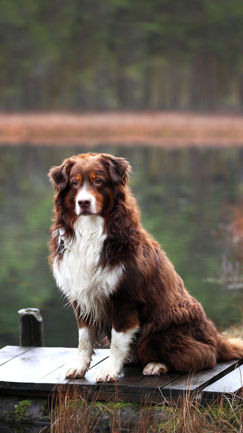 Beautiful australian shepherd dog on a pier by the lake screenshot
