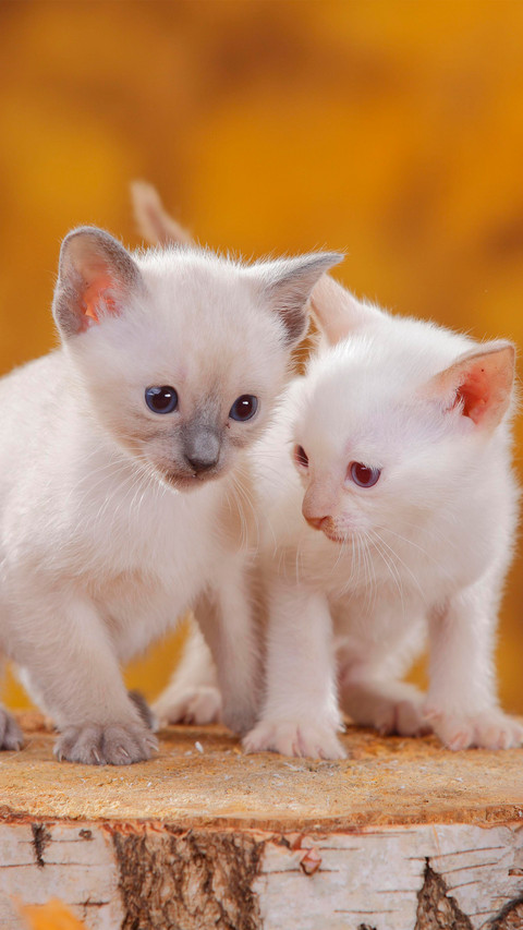 Two siamese cats with different patterns screenshot