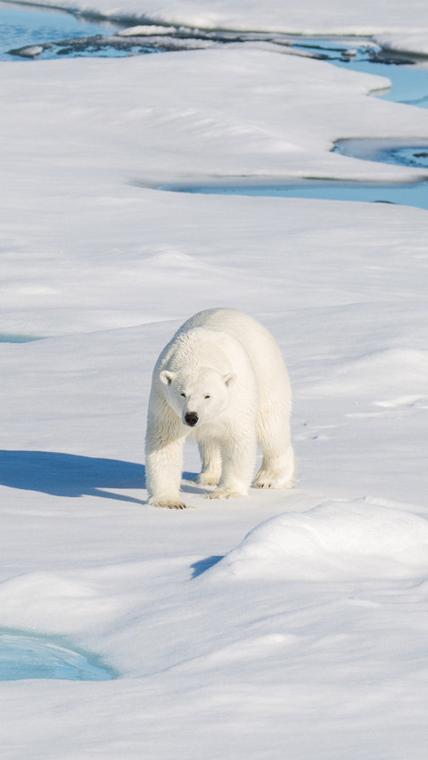 A Polar Bear Walking on The Ice screenshot