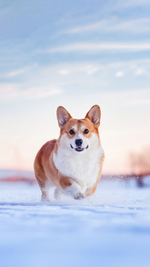 Classification of dog love levels screenshot