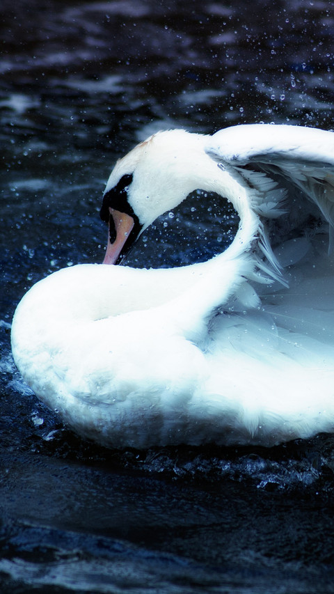 swan (3) screenshot
