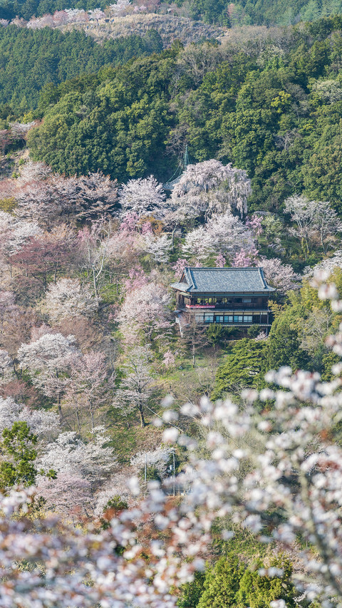 cherry blossom screenshot