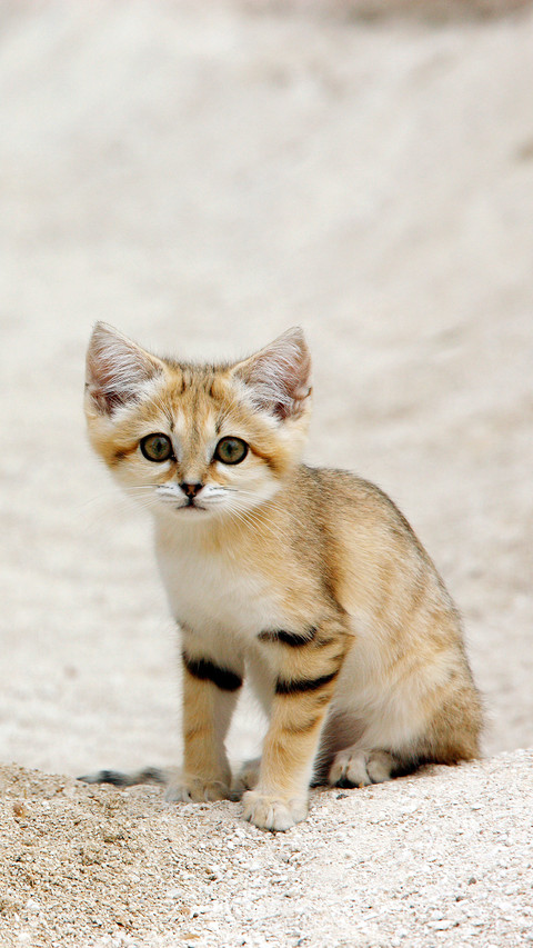 Kitten wit59 screenshot