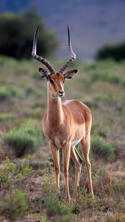 An Antelope Stands Alertly on The Grass screenshot