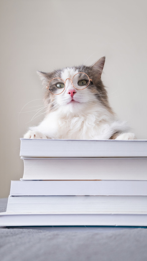 Characteristics of severe cat loving patients screenshot