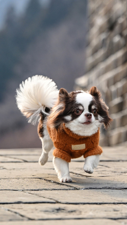 What is dog socialization screenshot