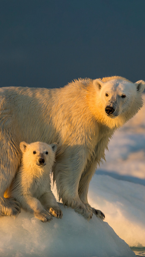 Polar bears and their cubs screenshot