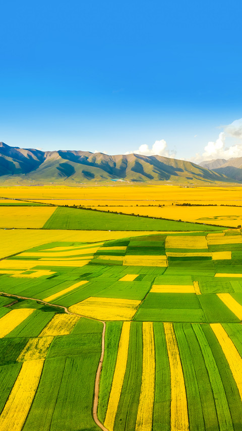 Rape Field, Qingshizui Town, Menyuan County screenshot