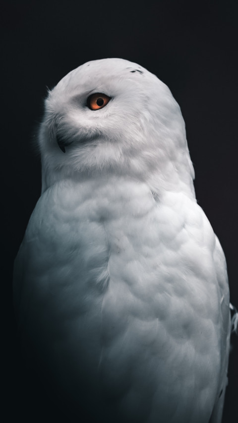 Owl Bird Xp screenshot