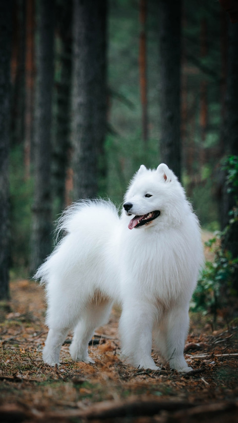 animal19 screenshot