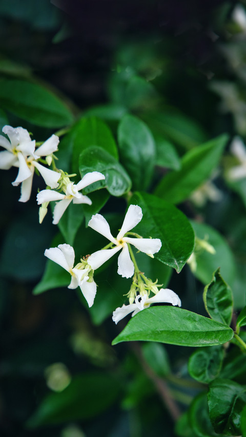 New choice for spring flower cultivation screenshot