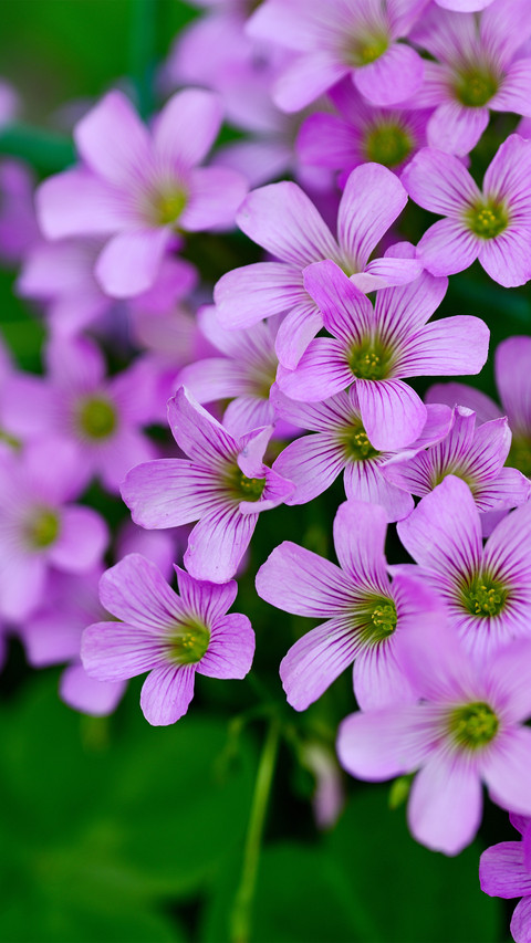 The blooming red oxalis screenshot