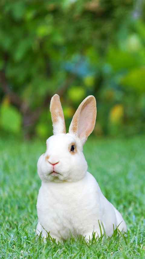 Green Rabbit-02 screenshot