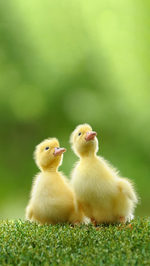 Cute duck-03 screenshot