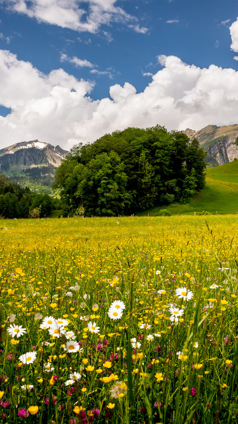 Wildflowers are everywhere in the valley screenshot