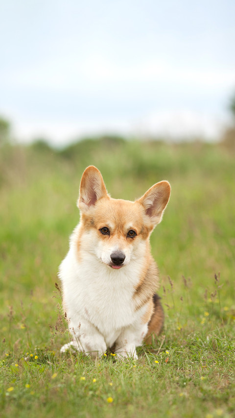 Welsh Corgi Pembroke screenshot