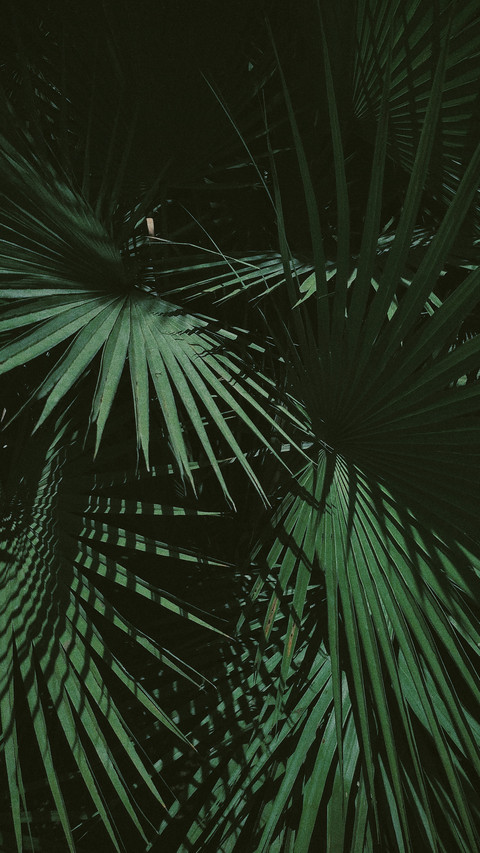 Dark green and beauty plant screenshot