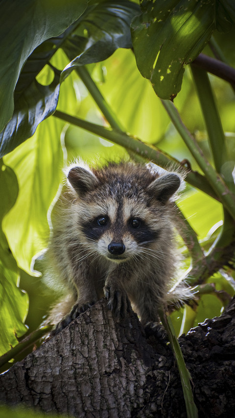 Baby Raccoon in Tree screenshot