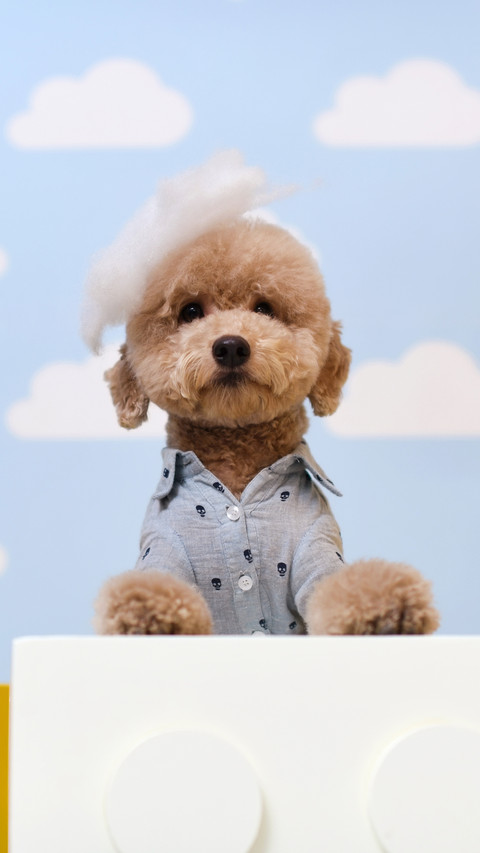 Pets can also play mobile games 8 screenshot