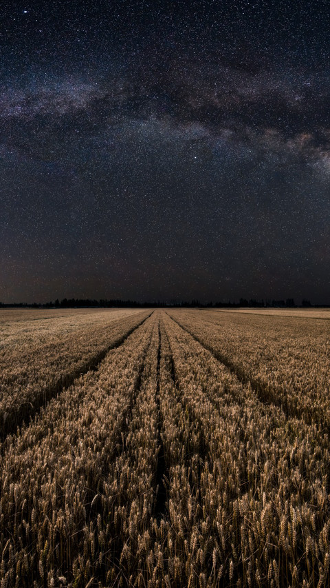 The wheat fields sway in waves. screenshot