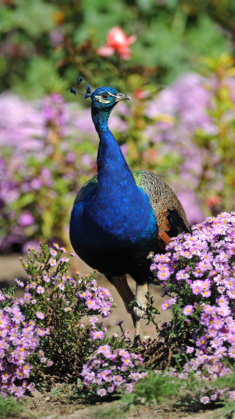 Beautiful peacock-01 screenshot