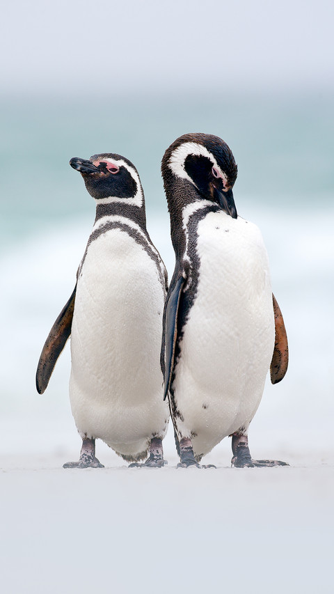 Cute penguin-01 screenshot