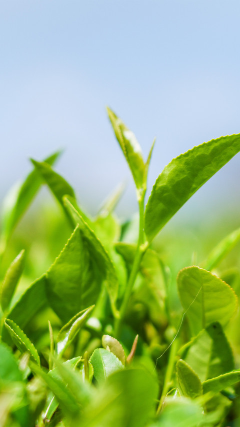 Fresh and tender tea leaves screenshot