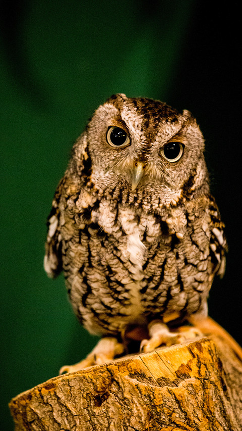 Owl You Need (1) screenshot