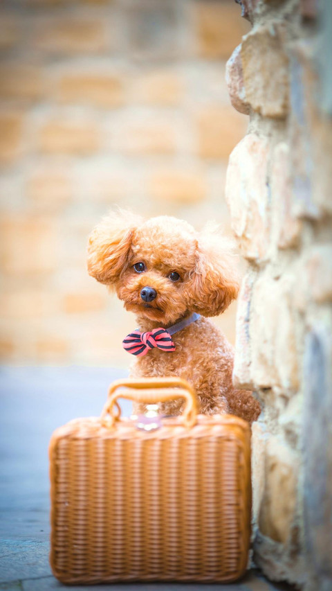 Dog307 screenshot