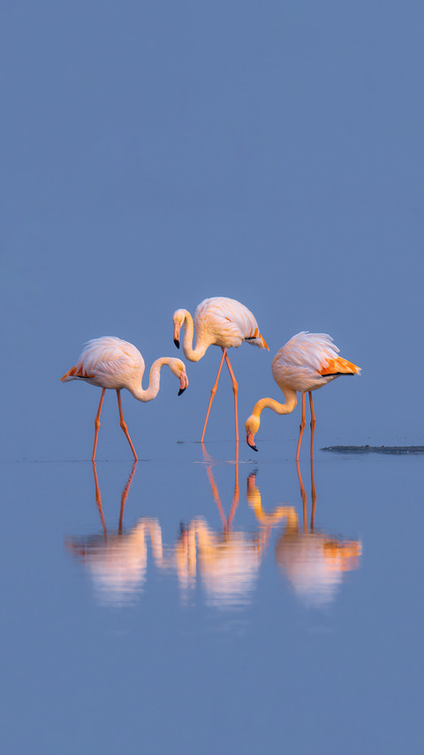 The big internet celebrity in the flamingo animal kingdom screenshot