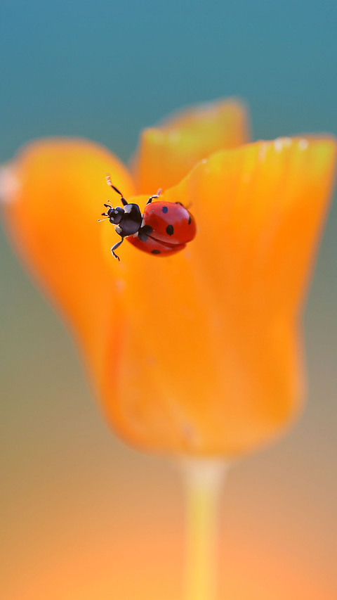 Color insects-04 screenshot