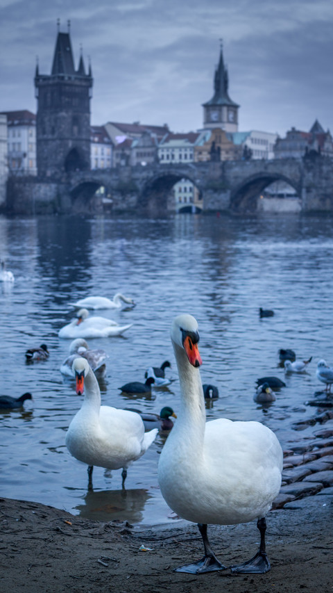 international-swan screenshot