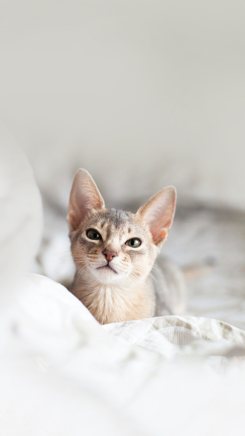 Abyssinian blue cat lying on a bed of neutral color screenshot
