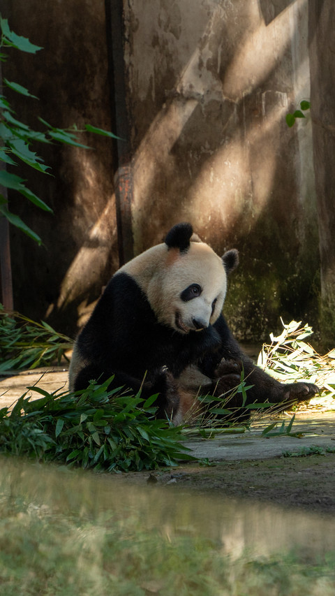 Zoo giant pandas screenshot