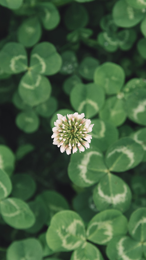 Clover flowers screenshot