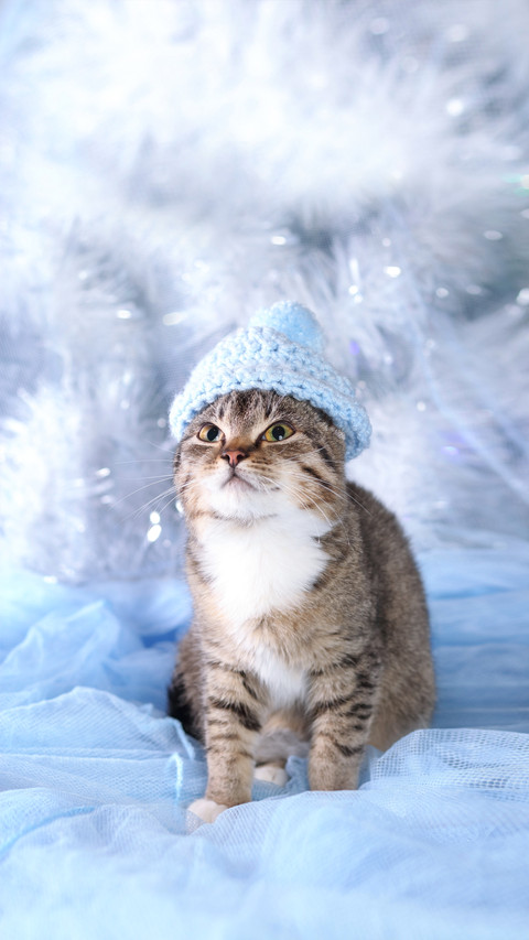 Beautiful Cat with Green Eyes Posing on a Background screenshot