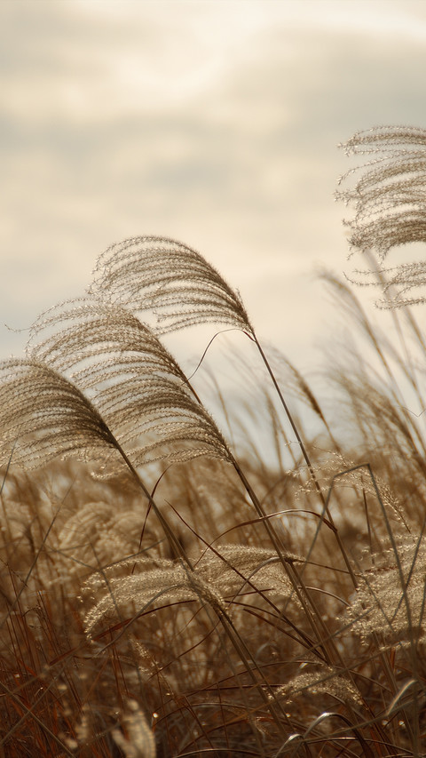 Reed shore screenshot