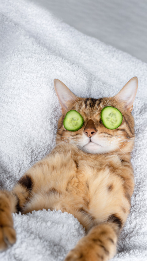 Funny pet cat relaxing at the spa screenshot