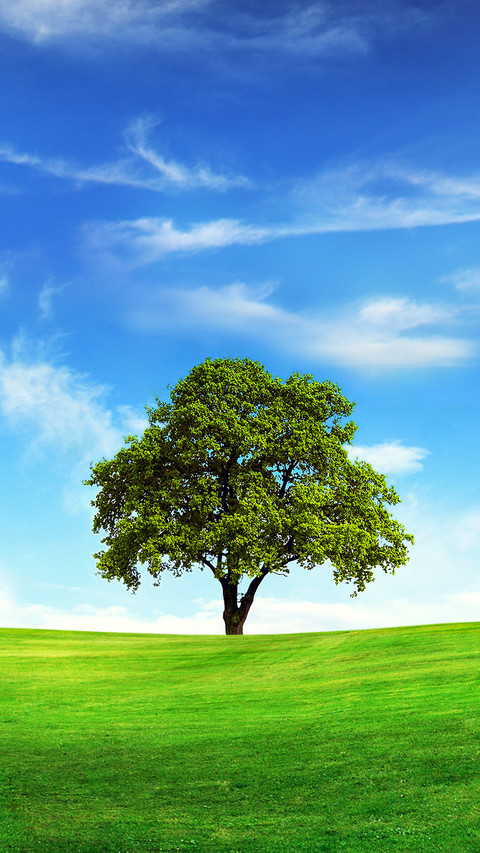 Green tree screenshot