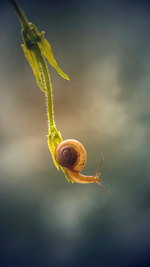Macro insects screenshot