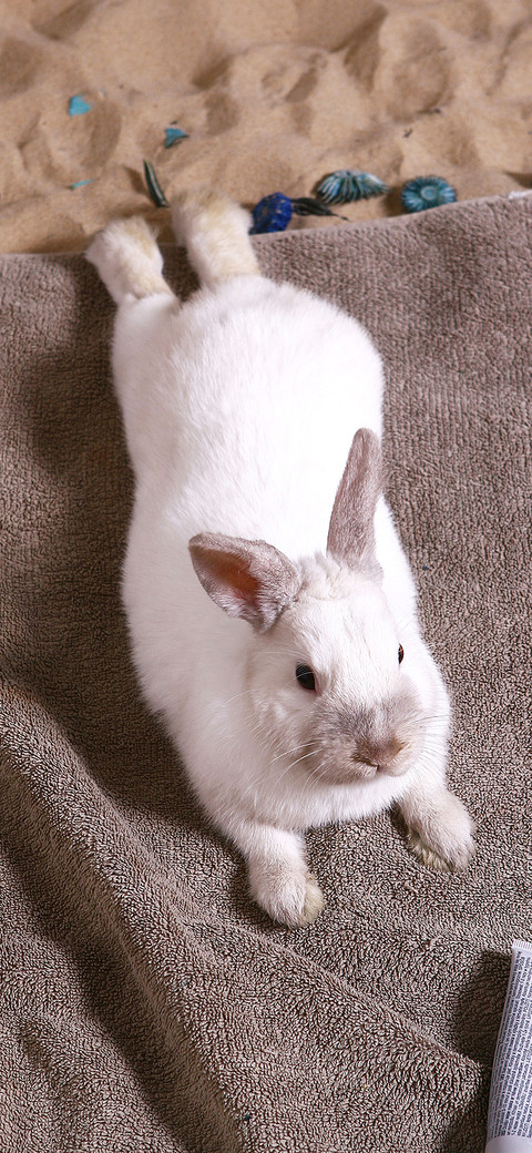 rabbit-PAIXIN  screenshot