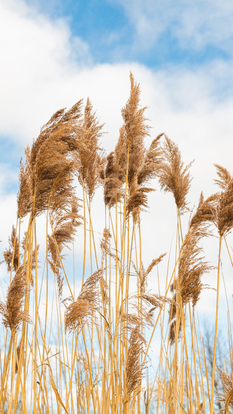 Clear sky white clouds and reed beds screenshot