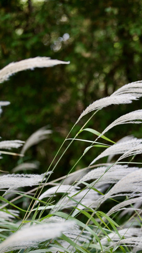 Snow Falling on Hudson Plants screenshot