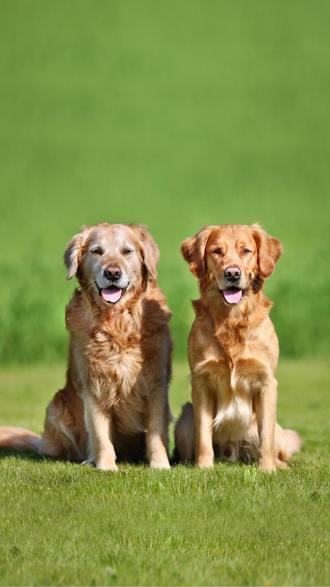 Dog62 screenshot