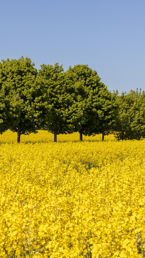 The rapeseed flowers bloom against the emerald forest screenshot