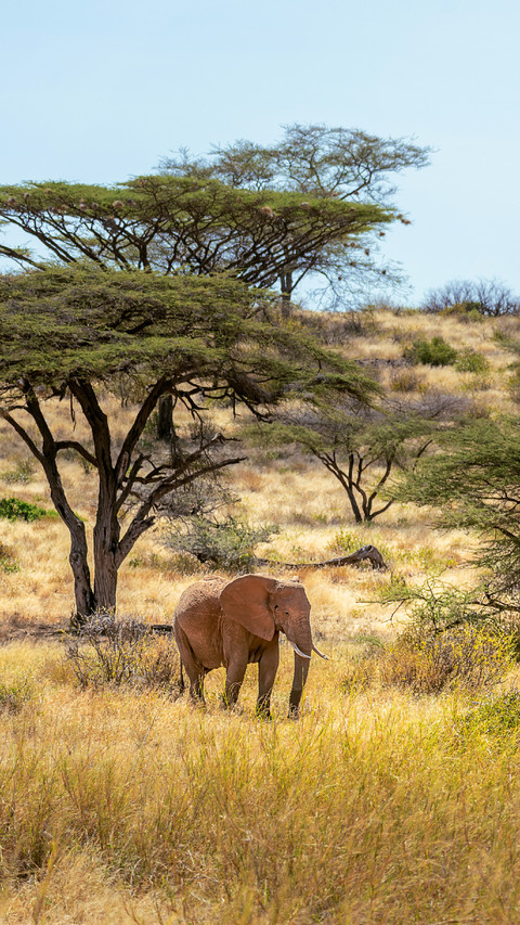 An Elephant is Resting on The Grass screenshot